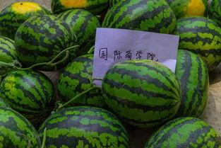 东湖学院椅子吃瓜,一场别开生面的“吃瓜”盛宴