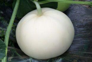 吃梨瓜感觉苦,揭秘梨瓜的独特风味之旅