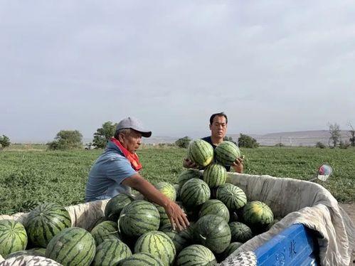 梦幻乡吃瓜群,揭秘二次元世界的欢乐与争议