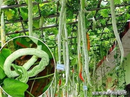 吃瓜踢蛇,一场意外引发的舆论风暴