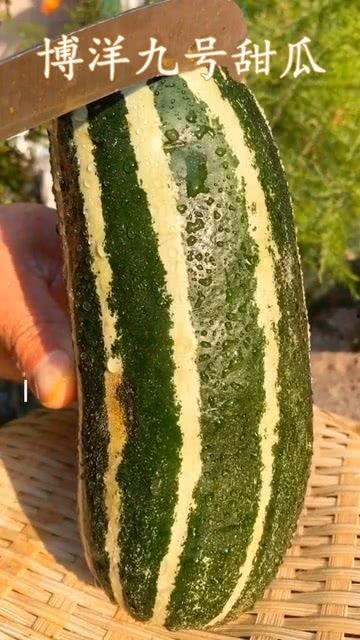 吃瓜吃熟了是什么意思,揭秘网络热词背后的文化现象