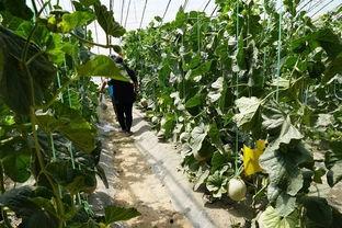 利川的瓜吃瓜视频,揭秘当地特色美食背后的故事