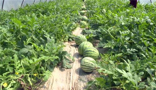 韩城吃瓜最新视频,揭秘最新视频背后的热点事件