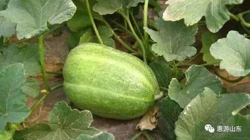 摘瓜后可以怎么吃