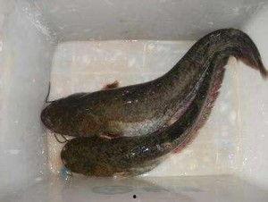 粉红巴那瓜鲶怎么吃,探索独特美味的新食尚