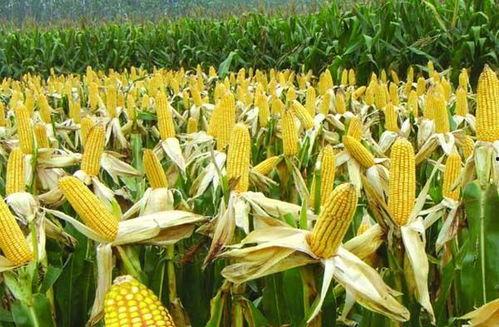 骑行遇到玉米吃瓜,邂逅玉米瓜香之旅