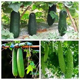 我是吃瓜高手,揭秘娱乐圈幕后真相