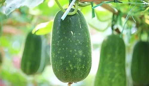 秋后的瓜吃吗,美味瓜类食用指南