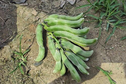 长垣南蒲吃瓜,瓜香四溢的夏日美食之旅