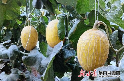 吃金冠蜜瓜,甜蜜诱惑，尽享夏日美味