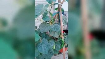 吃瓜睡觉打豆豆