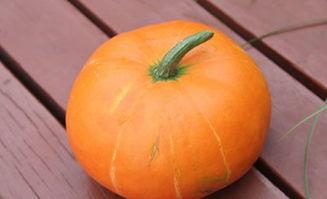 秋天可以吃茄瓜吗,茄瓜的丰收与美味享用指南