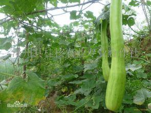 砍瓜吃有什么好处,健康生活新选择